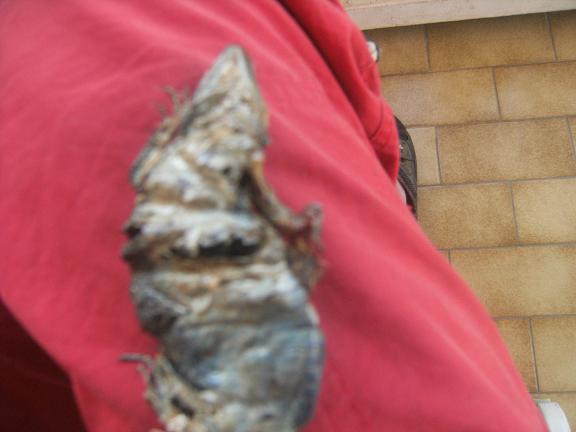 Identificazione di lacertide morto